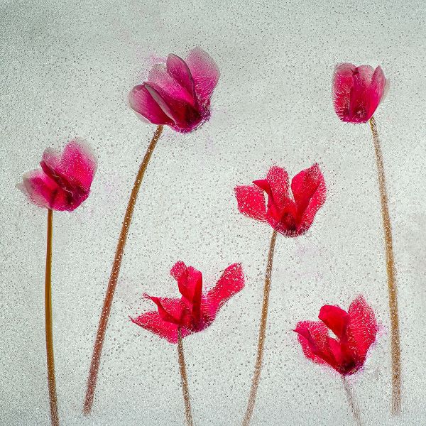 Jaynes Gallery 아티스트의 Cyclamen flowers in ice작품입니다.